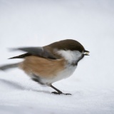 Jeris week 45 12-5250